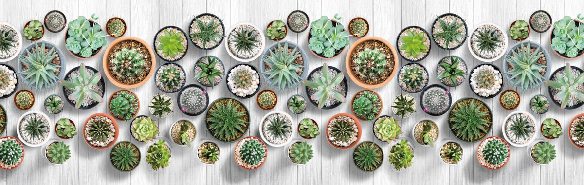 Tappeto Cucina Antimacchia e Antiscivolo | Cactus